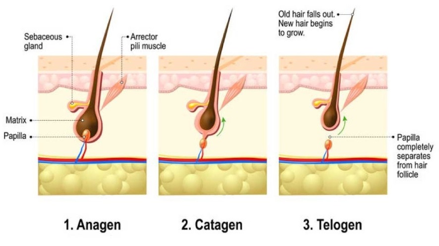 Hair Regrowth Anti hair Loss